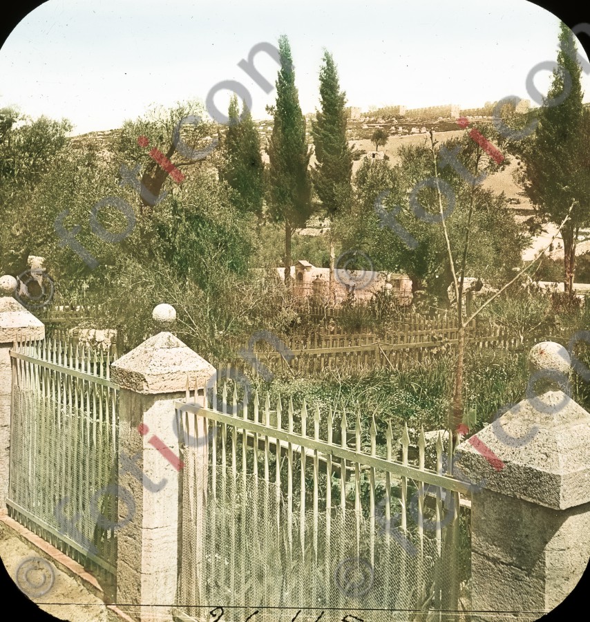 Garten Getsemani | Garden of Getsemani - Foto foticon-simon-054-024.jpg | foticon.de - Bilddatenbank für Motive aus Geschichte und Kultur